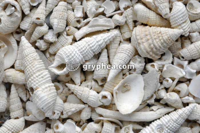 Sable fossilifère - Etampes (Essonne) x2,5 - gryphea.org